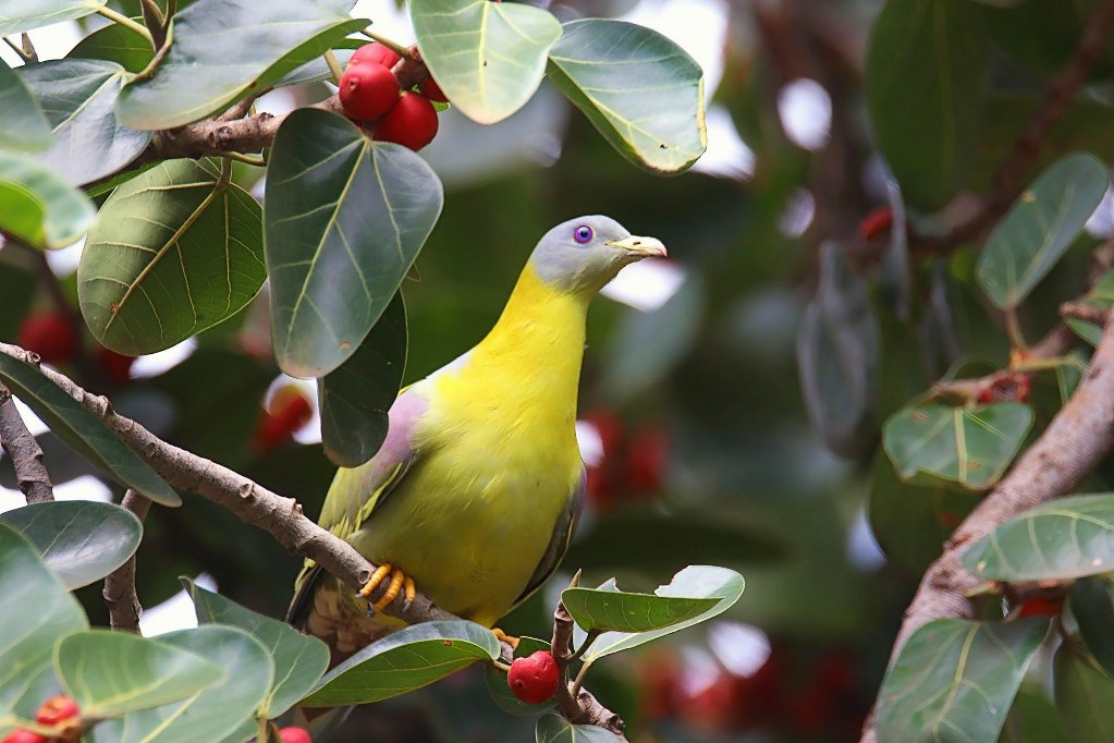 Yellow-footed Green Pigeon by Anita Bandekar Nikharge