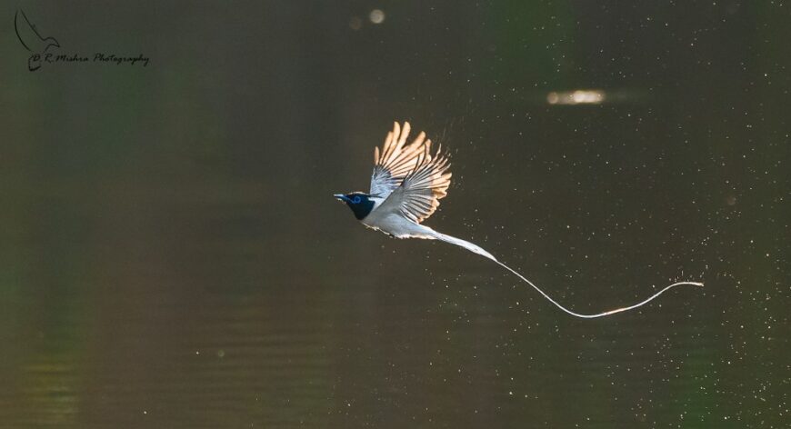 Indian Paradise-Flycatcher by Dinesh Mishra
