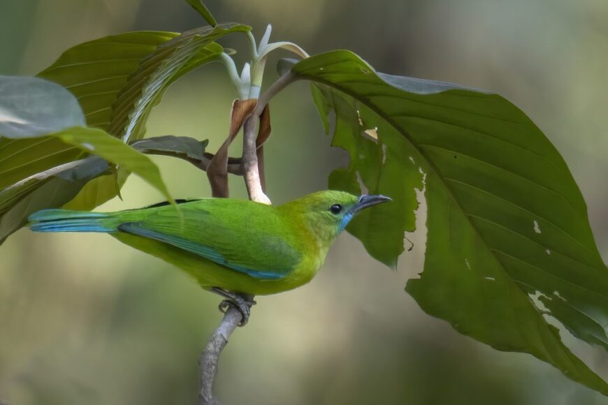 Blue-winged Leafbird by Parthasarathi Chakrabarti