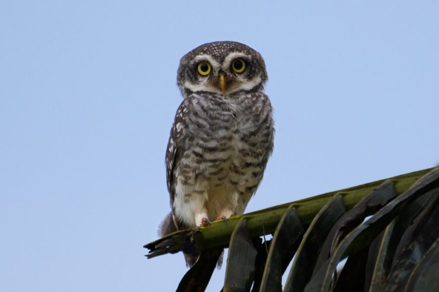 Spotted Owlet by H Nambiar