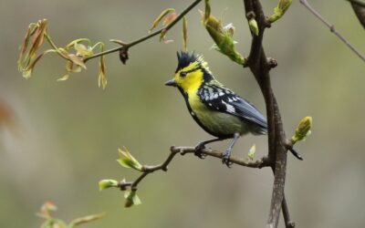 Towards Fairness in Citizen Science: Ethics, Consent & Collaboration
