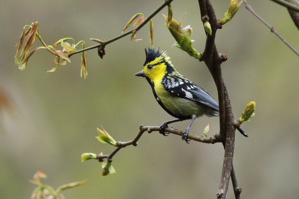 Yellow-cheeked Tit perched on a budding tree branch.