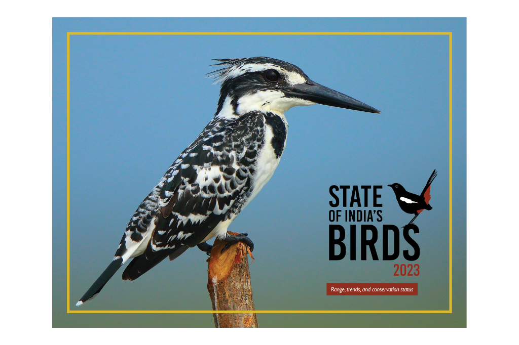 Pied Kingfisher on SoIB 2023 report