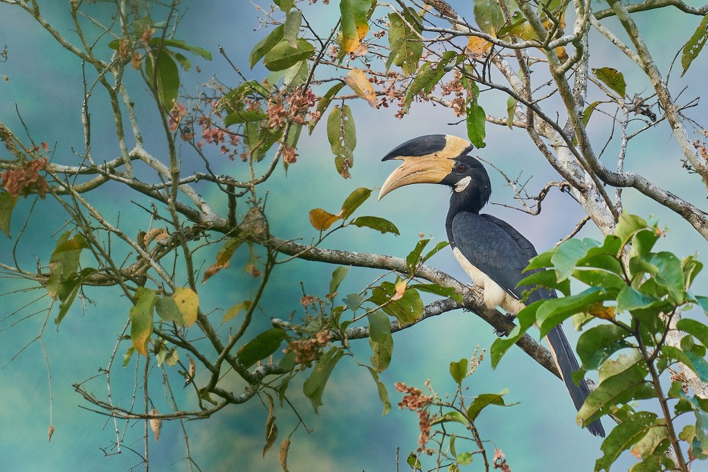 Malabar Pied-Hornbill by Raghavendra Pai