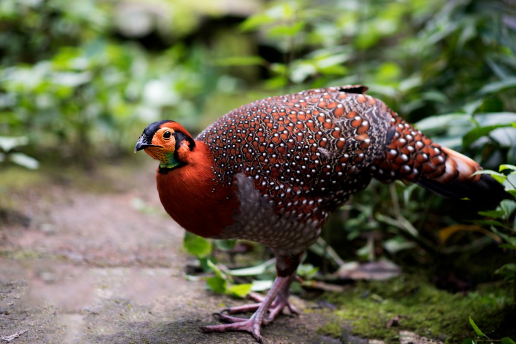 Birder Profile– Onenjungshi - Bird Count India