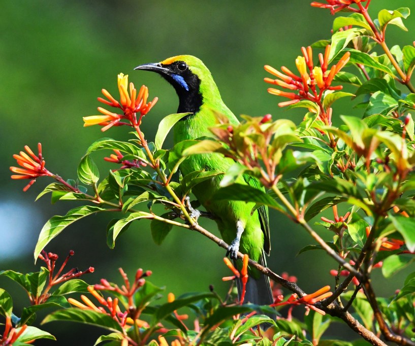 Golden-fronted Leafbird by Mathew Thekkethala