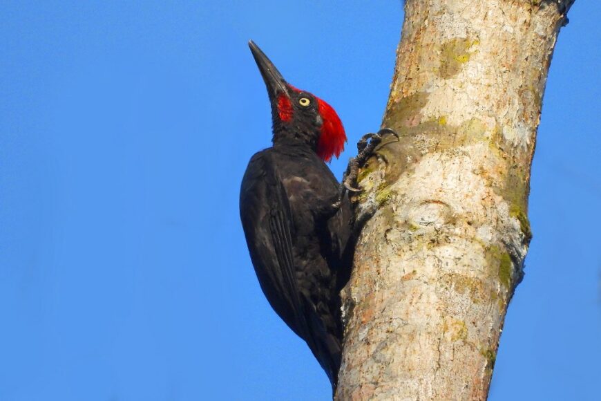Andaman Woodpecker by S S Suresh