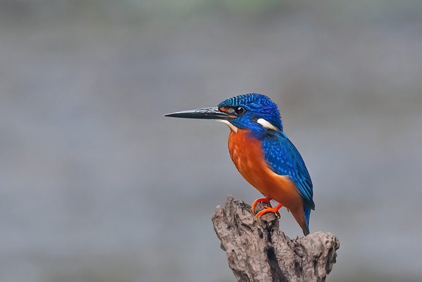 Blue-eared Kingfisher by Rajkumar Das