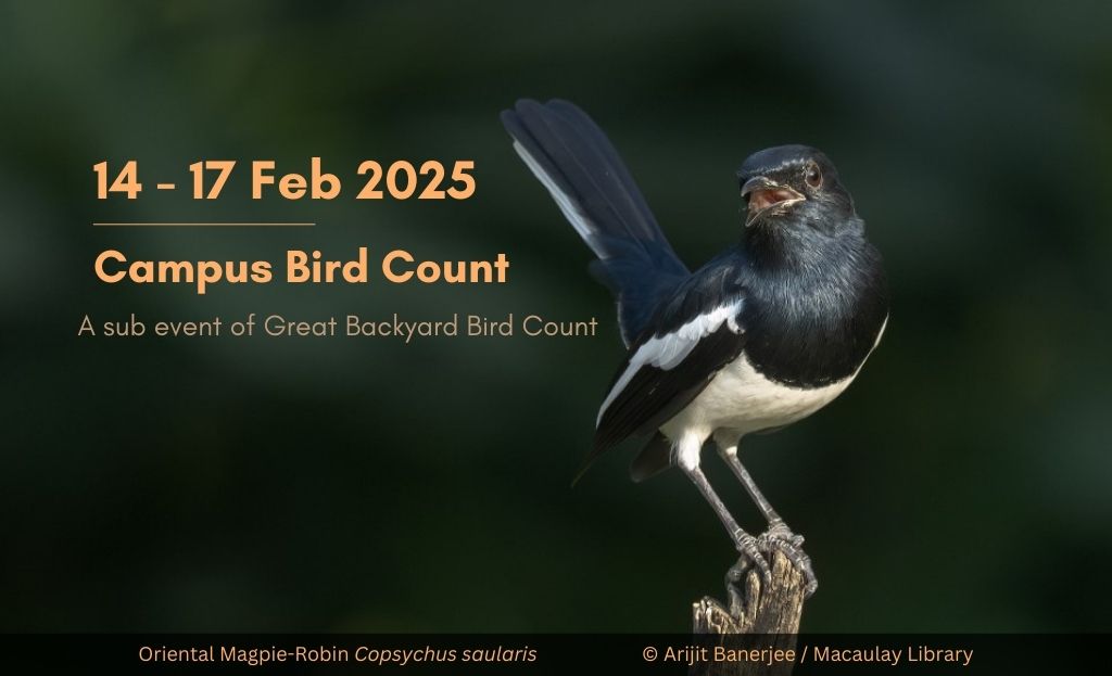 Oriental Magpie-Robin perched on a dry wooden stump against a blurred green backgroun