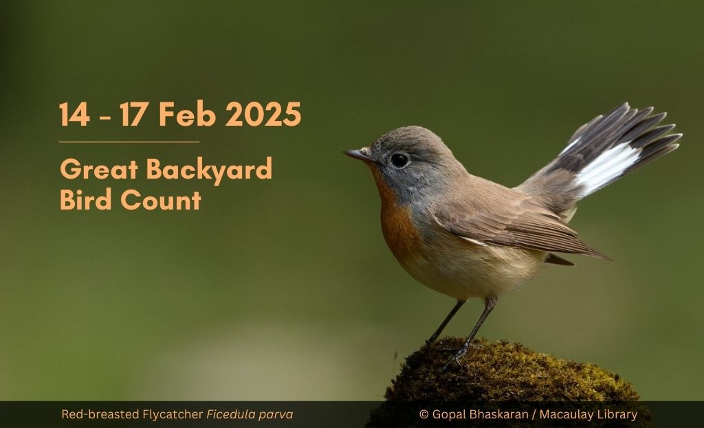 A small, brown bird with a red breast and a long tail, perched on a rock. The text "14-17 Feb 2025 Great Backyard Bird Count is overlaid on the image.