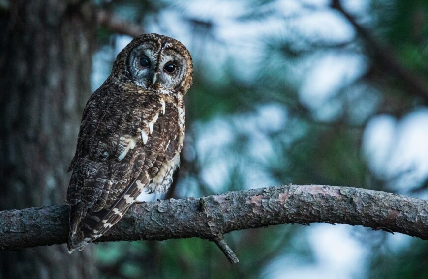 Himalayan Owl by Vinit Bajpai