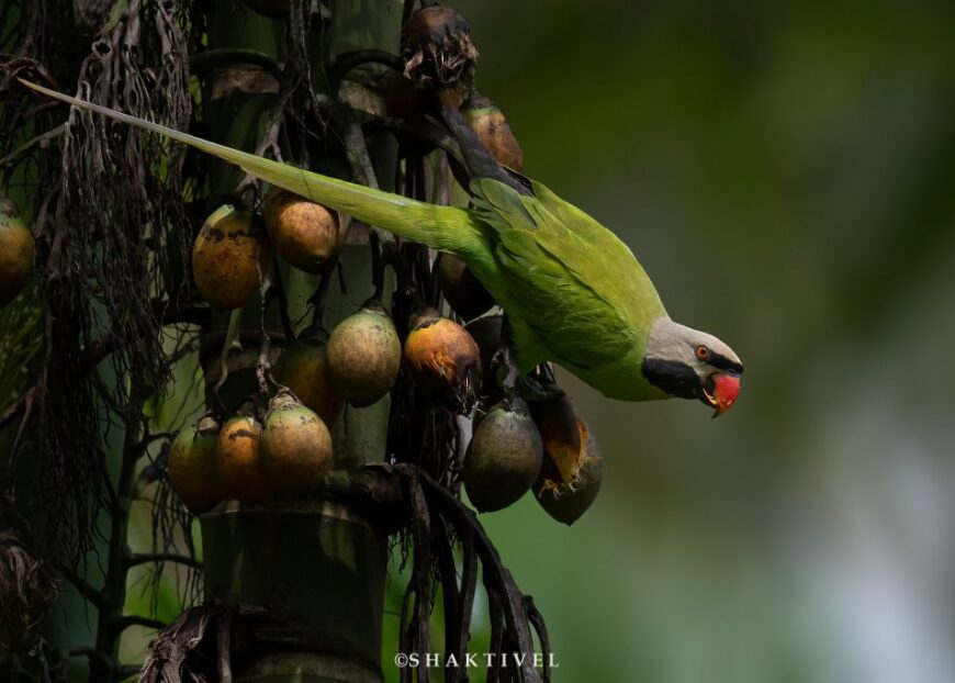Nicobar Parakeet by Shakti Vel