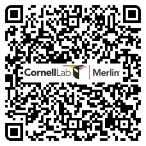 QR Code for Merlin