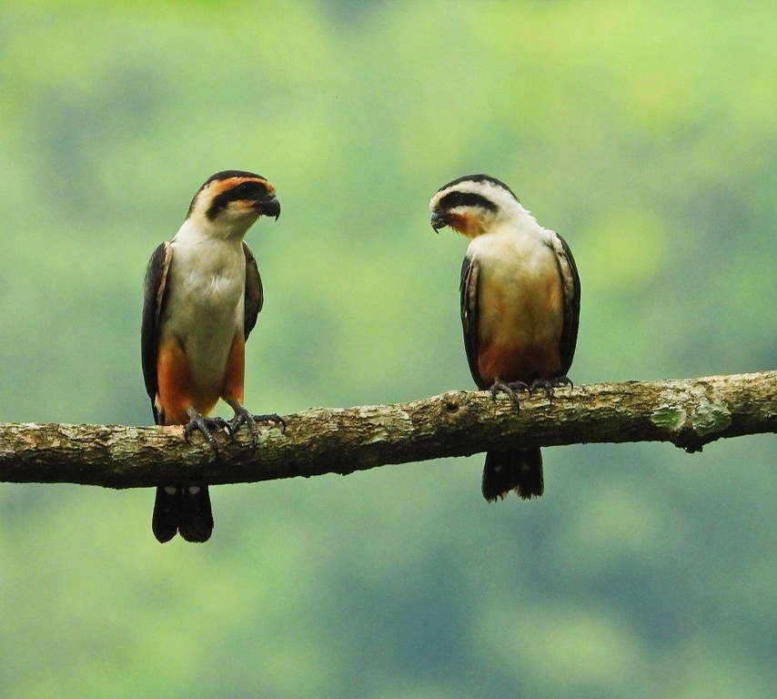 Collared Falconets by Chaiti Banerjee