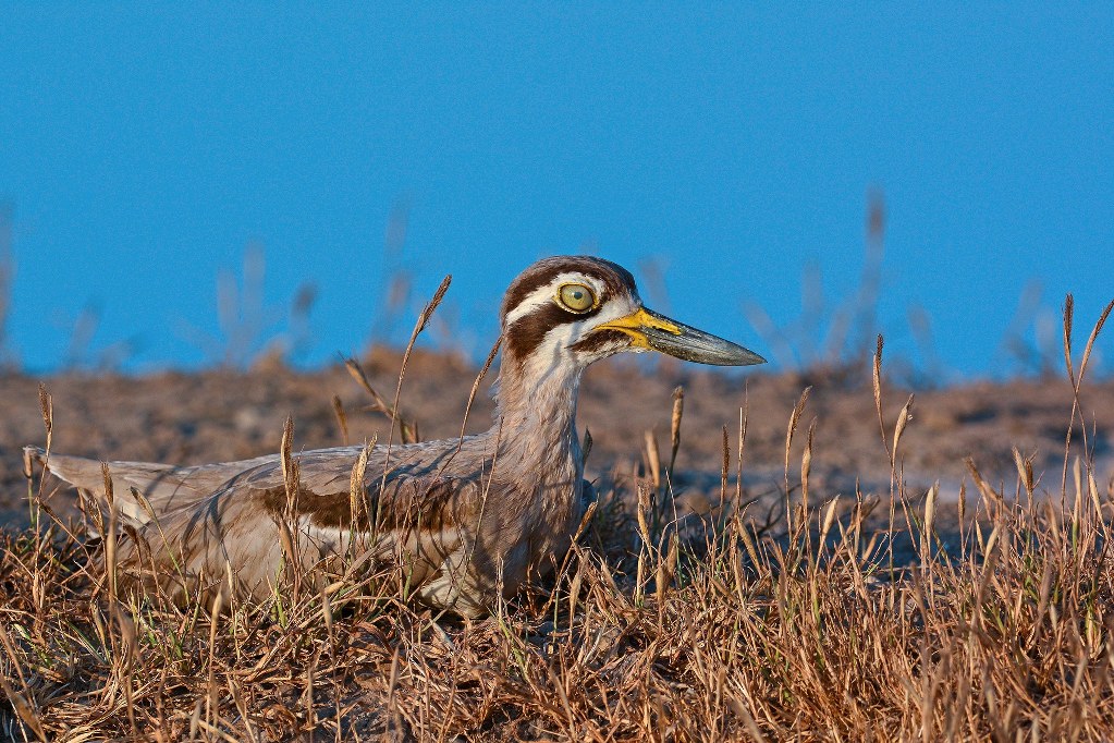Great Thick-knee (Great Stone-curlew) Esacus recurvirostris © Yash Kothiala/ Macaulay Library