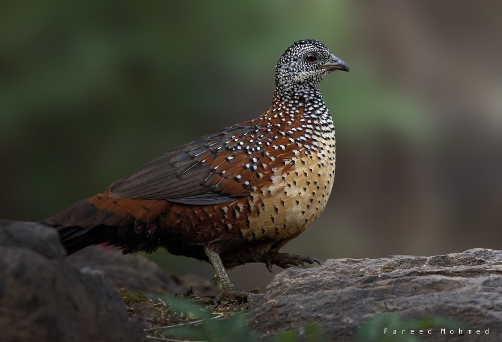 Painted Spurfowl by Fareed Mohmed
