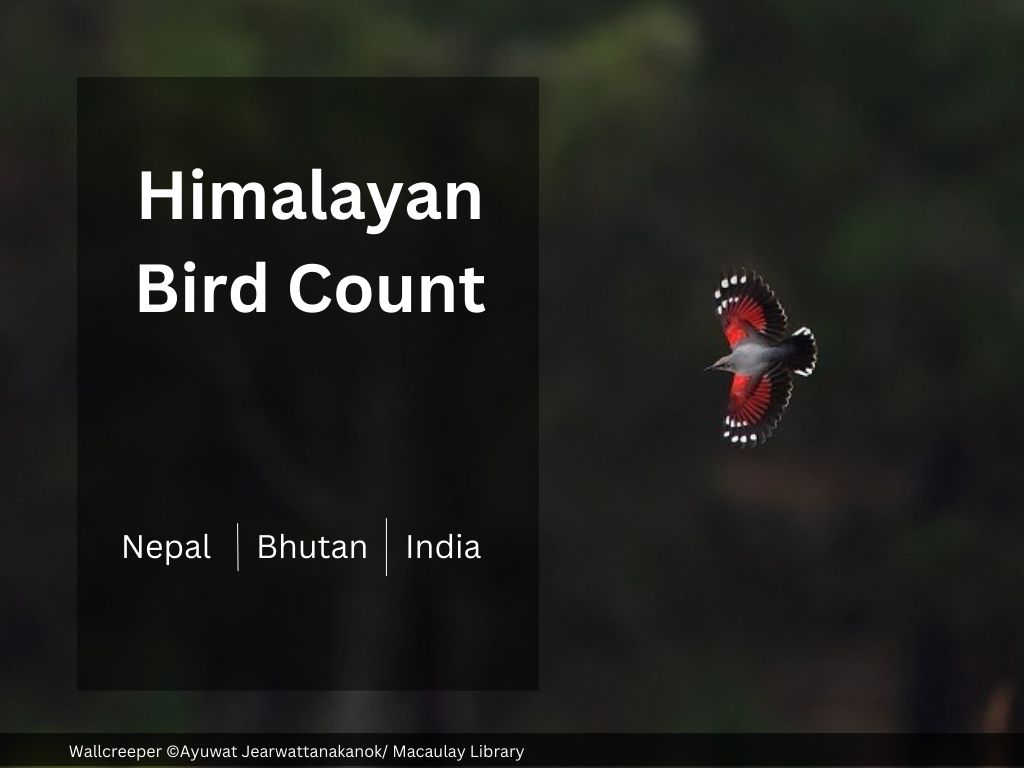 Banner Image for Himalayan Bird Count