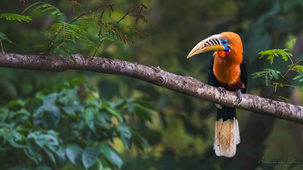 Rufous-necked Hornbill by Abhishek Das