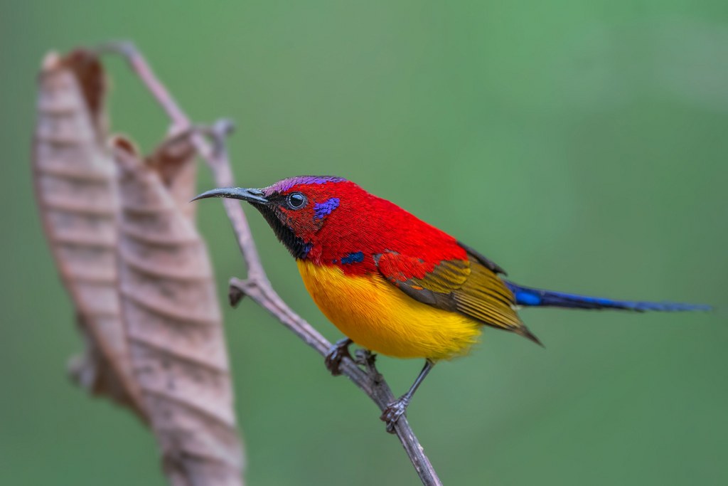 Mrs. Gould's Sunbird photograph by Rajkumar Das