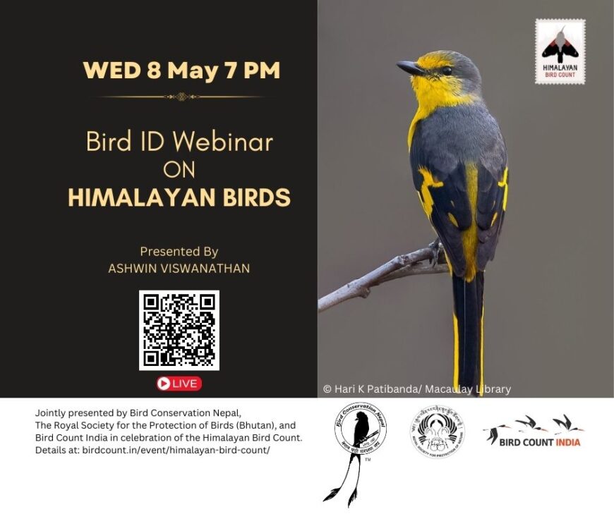 A webinar announcement poster that has a photograph of an adult female scarlet minivet- females are yellow and males are scarlet coloured. 