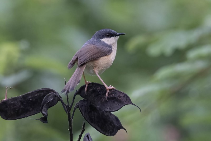 Ashy Prinia photographed by Neeraja V