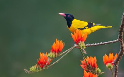 Bhagalpur Bird Atlas