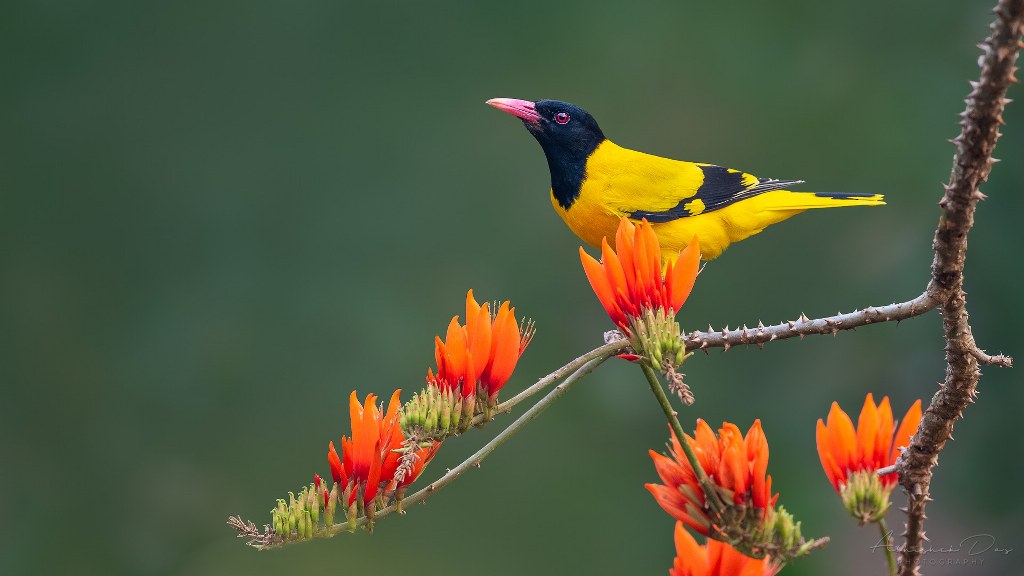 Photograph of an adult male Black-hooded Oriole by Abhishek Das