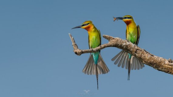 A pair of two adult Blue-tailed Bee-eaters perched on a leafless branch and one of them has a honey bee in its beak. Photographed by Abhishek Das