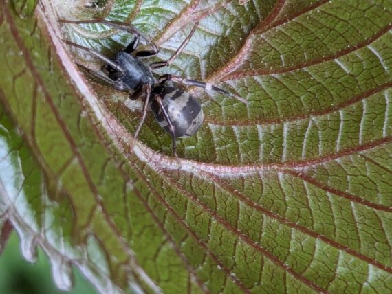 Corinnomma Genus Corinnomma a member of Ground and Ant-mimic Sac Spiders Family Corinnidae. Photographed by Vena Kapoor