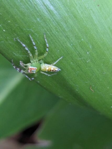 Genus Epeus a member of Typical Jumping Spiders Subfamily Salticinae. Photographed by Vena Kapoor