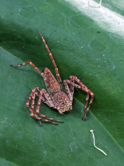 Genus Hamadruas a member of Lynx Spiders Family Oxyopidae. Photographed by Vena Kapoor and uploaded to iNaturalist