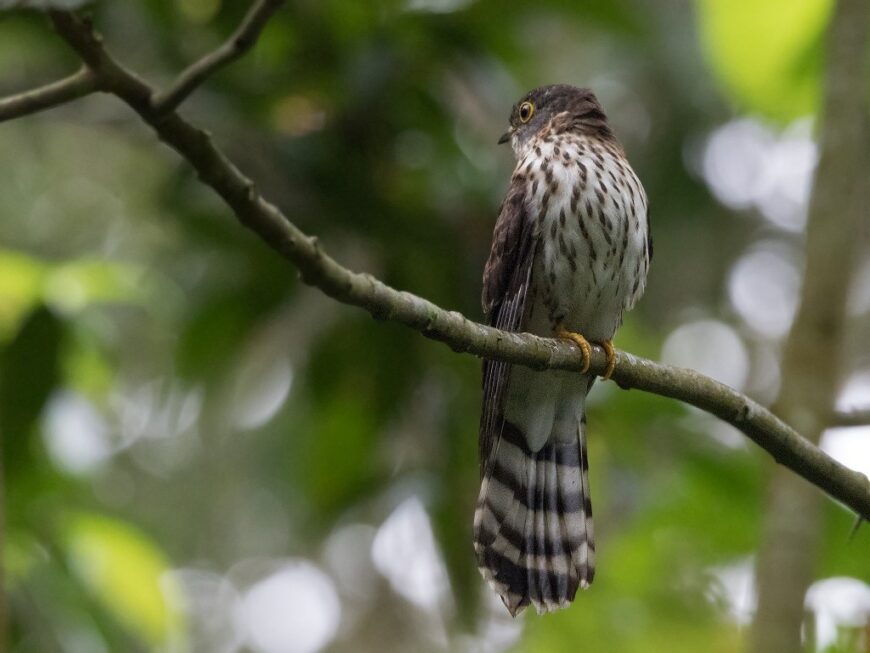 Hodgson's Hawk-Cuckoo by Garima Bhatia