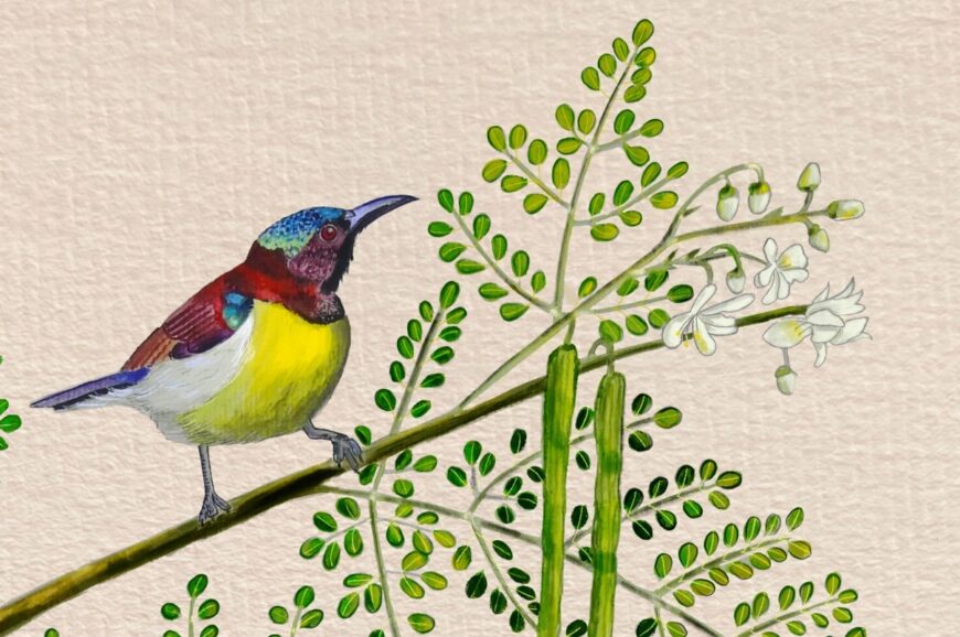 Illustration of Purple-rumped Sunbird Adult Male on a Moringa Tree. Illustrated by Saniya Chaplod