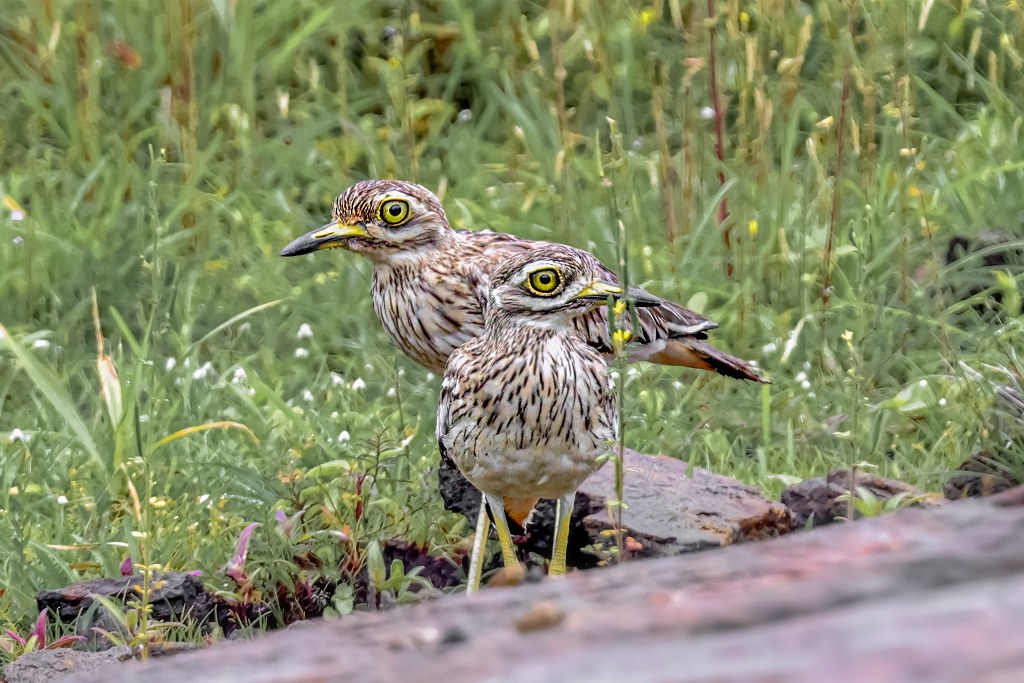 Indian Thick-knee photographed by SS Suresh from Kerala