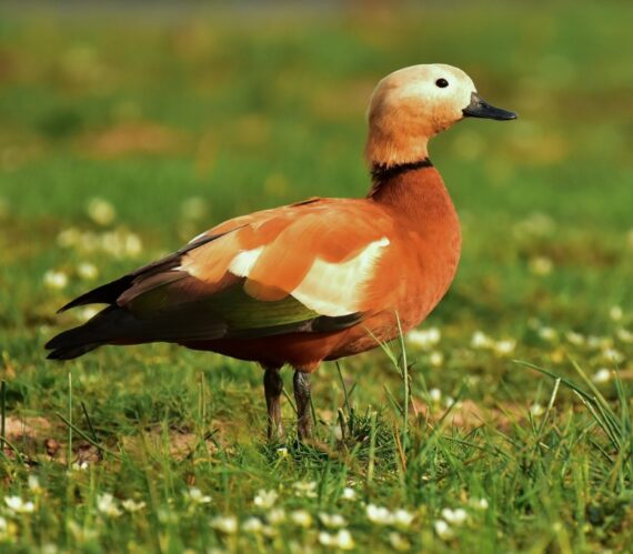 Ruddy Shelduck by Arindam Roy