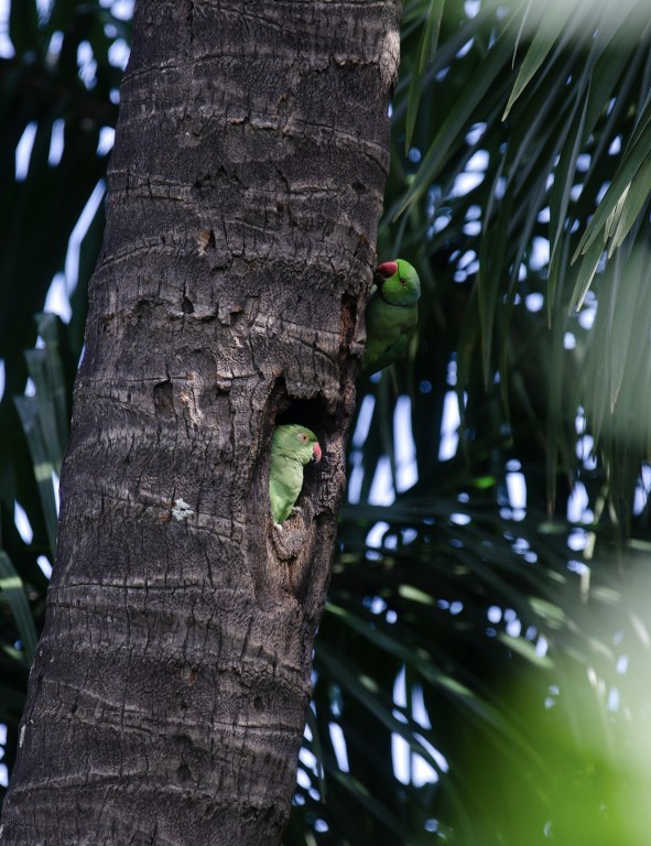 A pair of Rose-ringed Parakeets were seen visiting a tree cavity. The one peeping from the hole is a female and the one perched on top is a male.