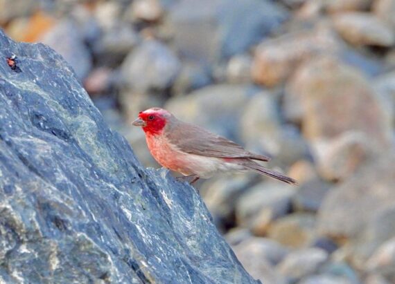 Pale Rosefinch by Stanzin Chamba_1024x739