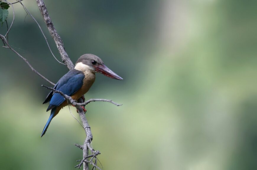 Stork-billed Kingfisher photograph. Photo taken by Novelkumar M S