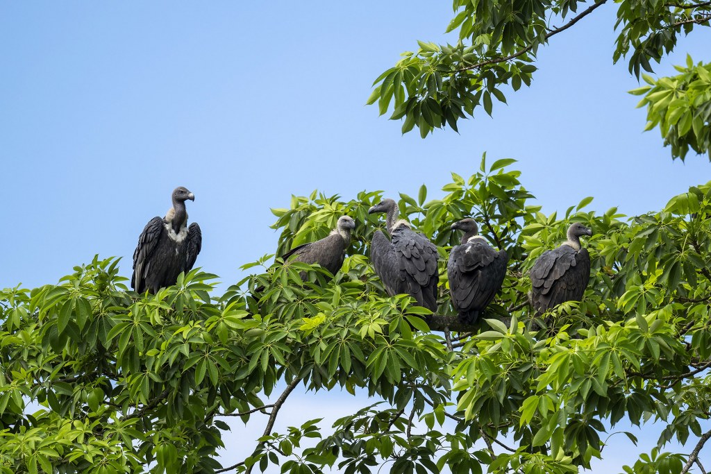 A group of White-rumped vultures perched on a foliated tree branch. Photograph by Parthasarathi Chakrabarti