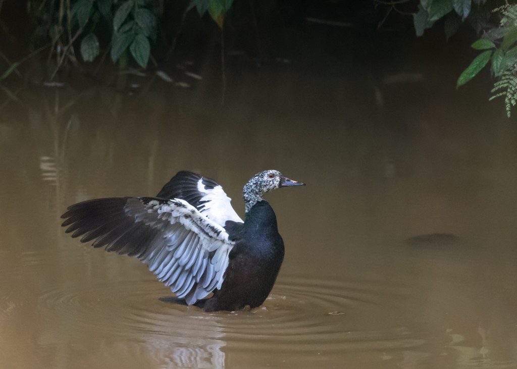 White-winged Duck by Nabamita Ray