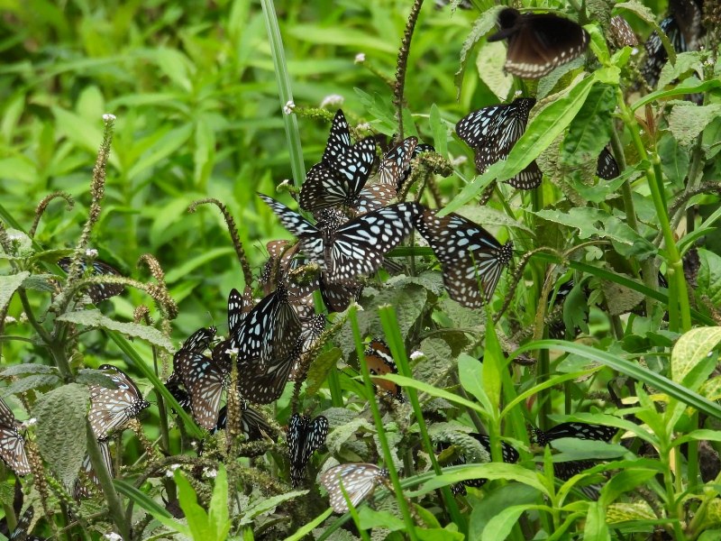 Congregation of Milk Weed Butterflies. Most of them are Dark Blue Tigers with Plain Tiger and Common Crow