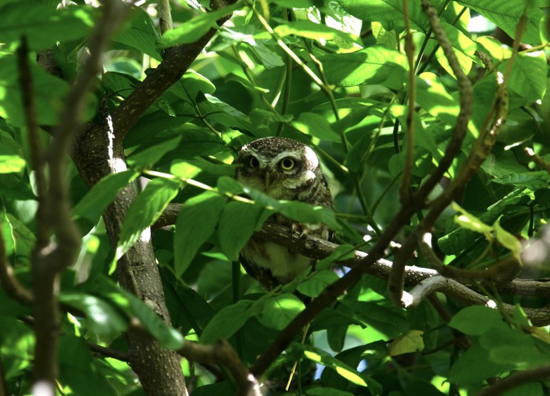 Spotted Owlet in a tree canopy photographed by Isheta Divya