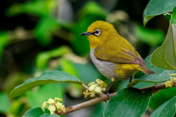 Indian White-eye Photographed by Vikram S.