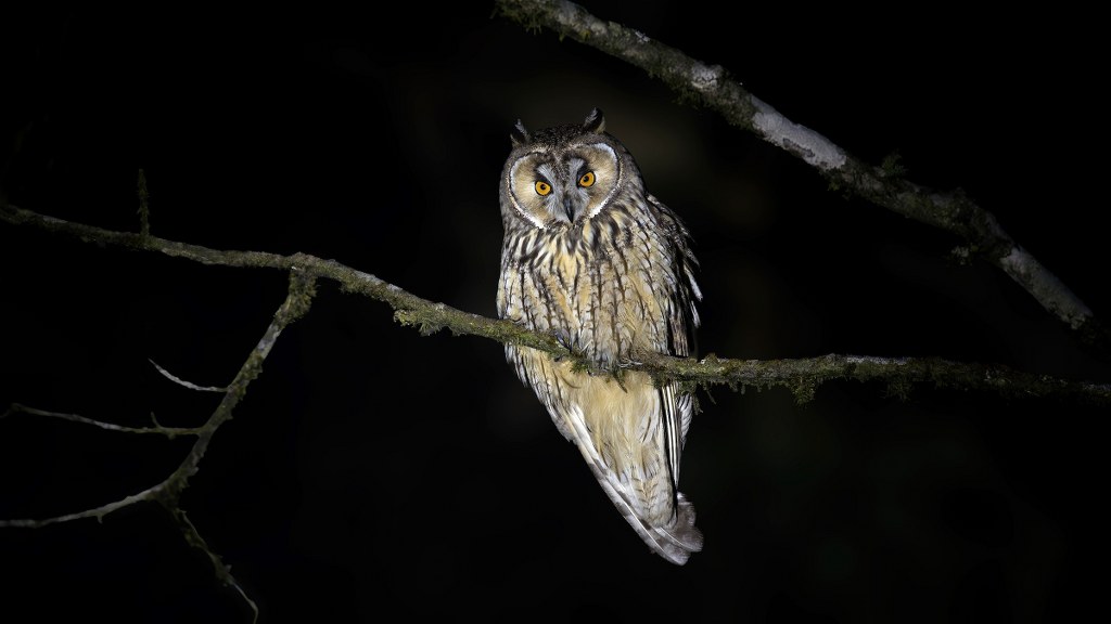 Close-up photo of a Long-eared Owl perched on a tree branch at night. Its brown feathers are speckled with white, and it has long ear tufts and piercing yellow eyes. Photographed by Sandip Das