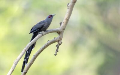 June 2024 eBirders of the Month