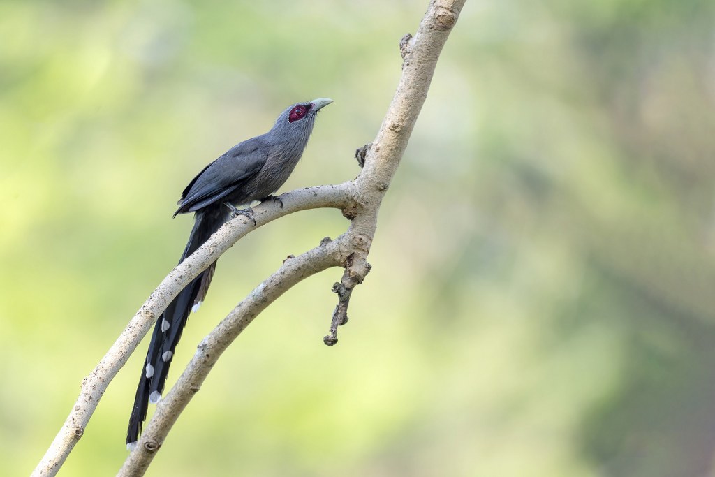 green billed malkoha by Parthasarathi Chakrabart