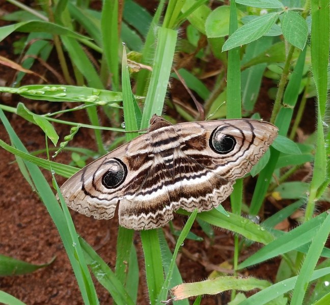 Indian Owlet Moth by Suvarna