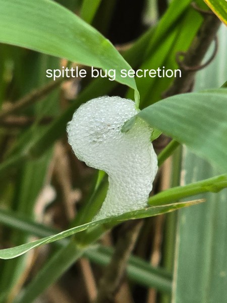 Photograph of human spit like secretion on a plant which is actually made by nymph of a frog hopper insect