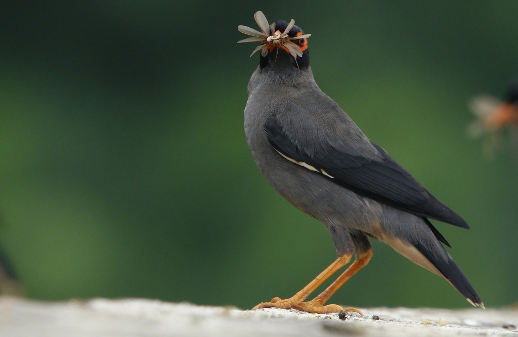 Photograph of a Bank Myna by Amee Vyas