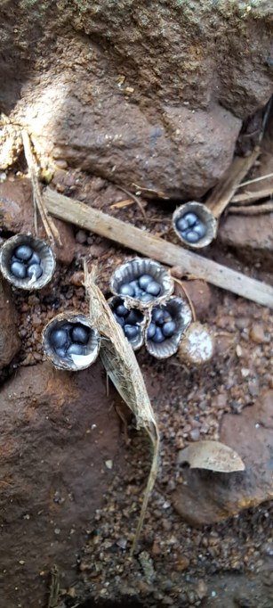 Bird's Nest Fungi photographed at Turahalli Tree Park in Bangalore. Photographed by Sandhya